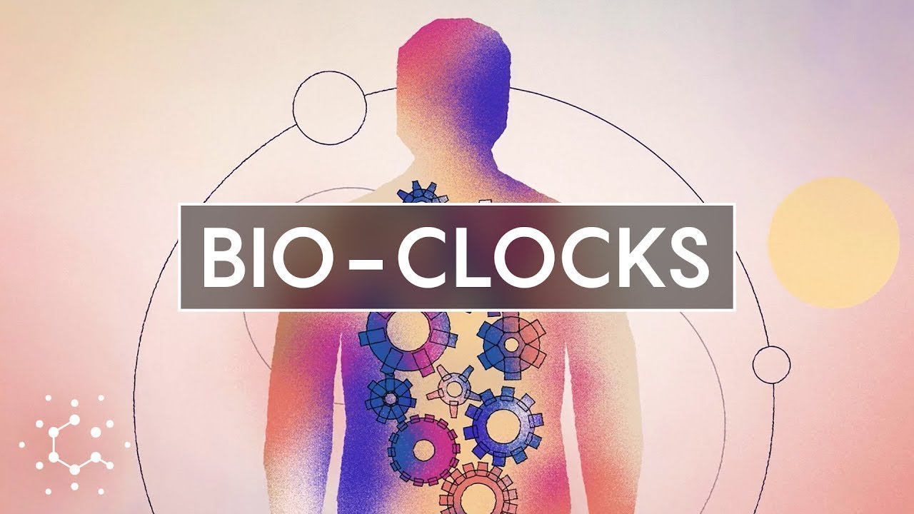 Unlocking the Secrets of Circadian Rhythms: The Science Behind Our Biological Clock