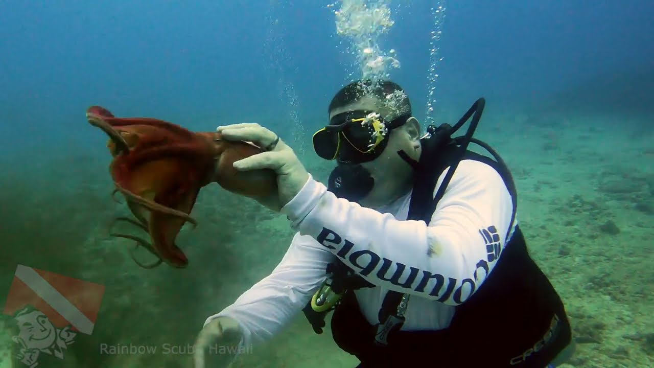 Reef shark swimming past the bow of the Sea Tiger wreck at 100 feet