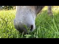 Lulu Enjoying Spring Grass In Slow Motion