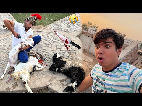 Mamu Sab Animals Ko Zibah Kr Rha 😭