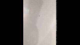 Small bugs in bathroom (psocid mites?)