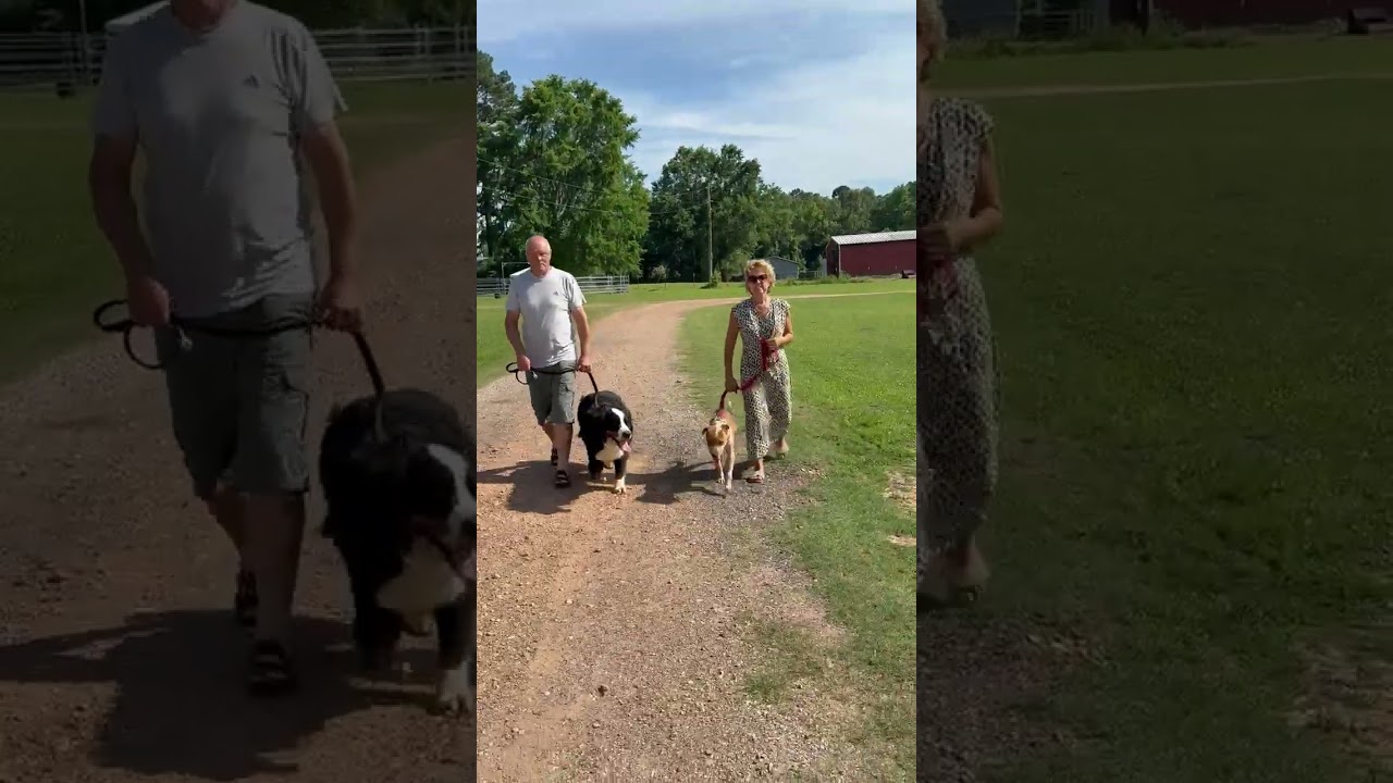 Enlarge Loki, a Adoptable mixed breed in Princeton, MA video 6/6