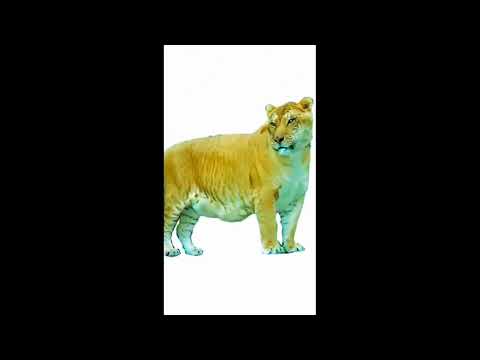 TOP 50 BEAUTIFUL ANIMALS - 4K HDR10fps Dolby Vision with Animal Sounds(Colorfully Dynamic)