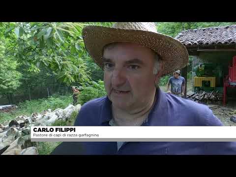 E' iniziata in Garfagnana la transumanza delle pecore bianche