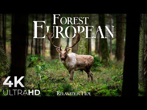 Forest 4K 🦌 European Nature Relaxation Film - Video Ultra HD