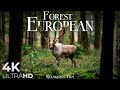 FOREST 4K 🦌 EUROPEAN NATURE RELAXATION FILM - PEACEFUL RELAX ..