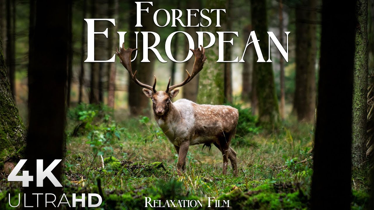 Forest 4K 🦌 European Nature Relaxation Film - Video Ultra HD