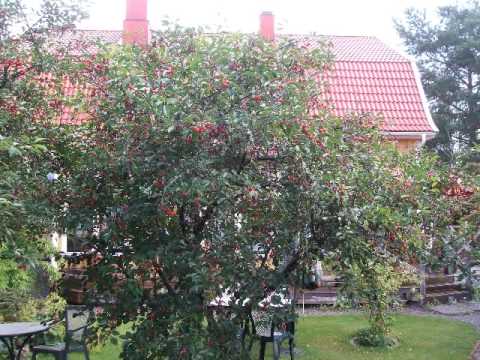 Madam Blå - Hotel & Restaurant - Nossebro - Sweden