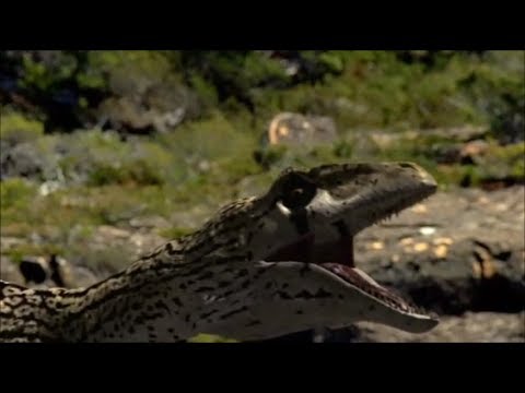 Raptors Tribute - Bodies