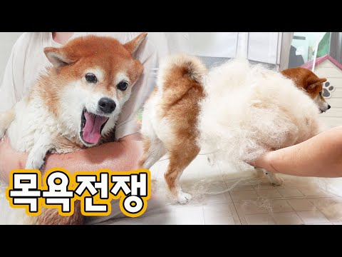 시바견 털 한번에 이만큼씩 빠집니다.. ㅋㅋㅋ (소리지르고 난리치는 시바견 목욕전쟁)