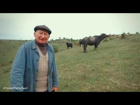 Cu dibolii (bivolii) pe imaș - Aurel Cosma Popa din satul Făgetu Ierii, jud. Cluj