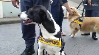 CINOTERAPIA – PROGRAMA IMPLEMENTADO PELA GUARDA CIVIL METROPOLITANA