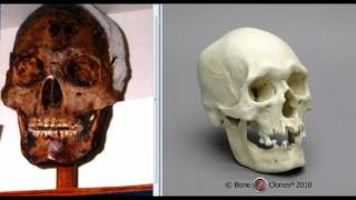 Giant Skulls in a Nevada Museum Show "Polynesian" Origins.