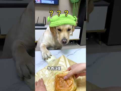 原來狗子也會後悔～