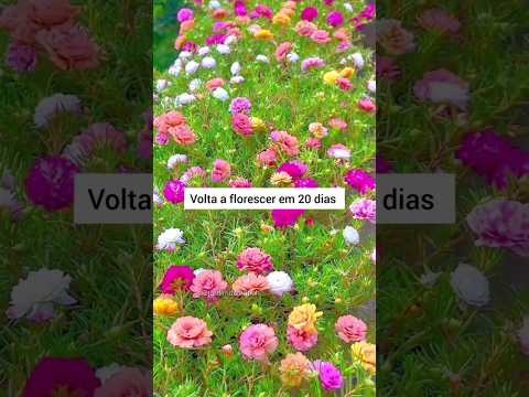 Faça isso para suas onze horas florir mais ainda #jardim #jardinagem