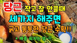 당근이 커지는 시기 당근이 작고 안클때 이때 세가지 해주면 굵고 통통한 당근 수확 벌레 퇴치는 덤 #당근키우…