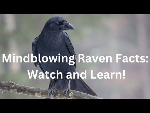 Mindblowing Raven Facts: Watch and Learn!