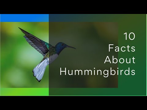 10 Facts About Hummingbirds