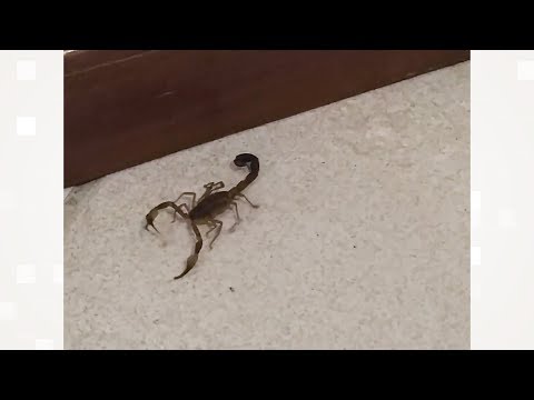 Alerta para a presença de aranhas, cobras e escorpiões em casas de Nova Friburgo
