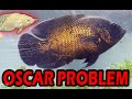 Oscar Problem - Feeder Fish Don't Do It