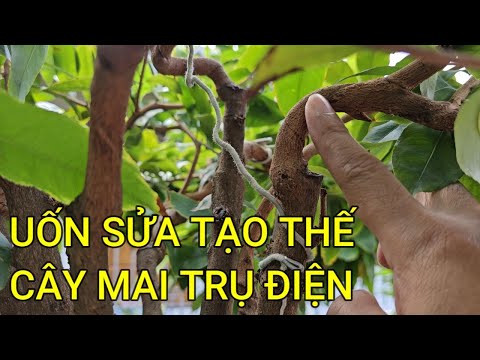 🔴 QBS23469 - CÁCH TẠO THẾ CÂY MAI TRỤ ĐIỆN THÀNH CÂY MAI DÁNG ĐÀO | CÁCH CHĂM SÓC MAI VÀNG MIỀN BẮC