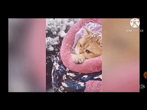 Funny cat reaction / 🐈 Creative Shiven 🐈