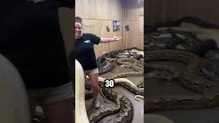 ¡Asombroso! Habitación con 30 Pitones en Zoológico de Reptiles 🐍✨ #shorts