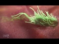 Macrophage In Action Vs E Coli MOA Animation Of Phagocytosis A Fundamental Immunological Process