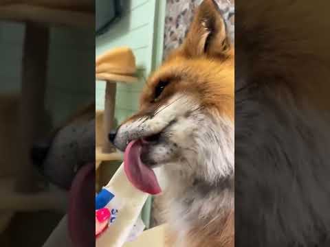 #shorts #short #shortvideo #shortsvideo #asmr #asmrsounds #asmreating The fox eats ice cream