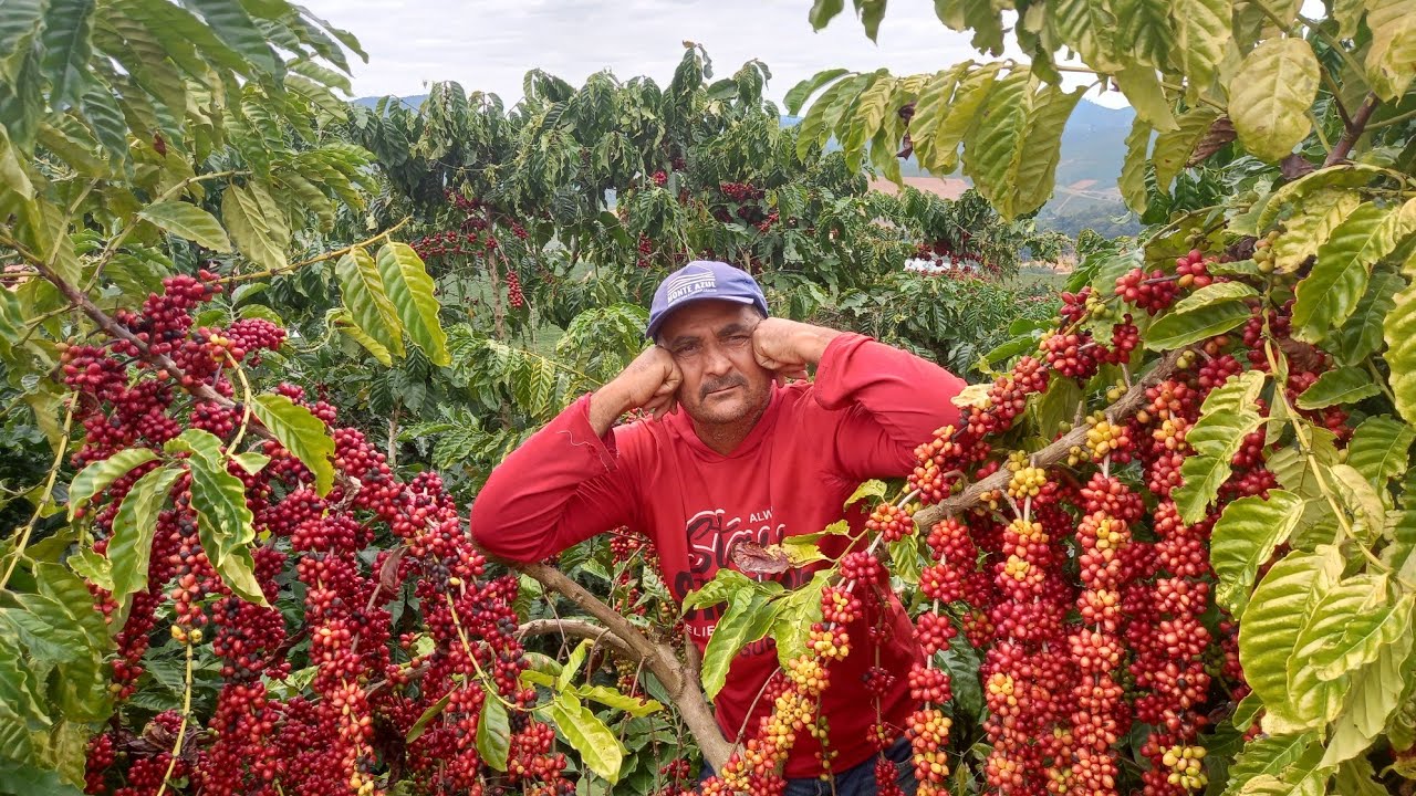 está é a melhor lavoura de café no ano de (2023),é café puro, ce tá doido