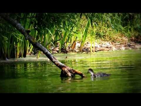 junge Blässhühner am Dechsendorfer Weiher