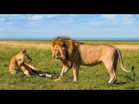 Amazing Wildlife of Chobe National Park (8K UHD) - Incredible South Africa