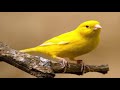 THE BEST CANARY SINGING FOR TRAINING AMAZING SOUND