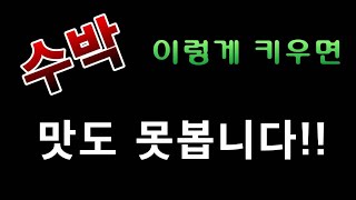 [텃밭농부.662]  수박 이렇게 키우면 맛도 못봅니다! #수박 잘키우는방법#수박암꽃#수박수분작업#수박 꽃가…