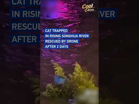 Cat trapped in rising Songhua River rescued by drone after 2 days