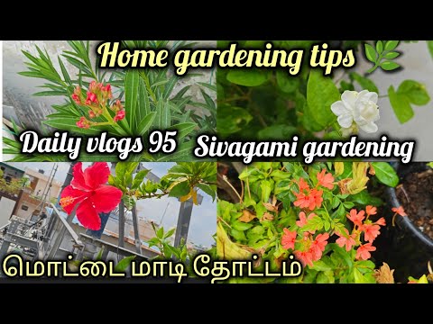 DAILY VLOGS -95 | வீட்டுத் தோட்டக் குறிப்புகள்  | Terrace gardening tips| Sivagami gardening