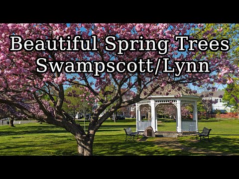 BEAUTIFUL spring trees on the Swampscott/Lynn Waterfront Lynn Massachusetts.