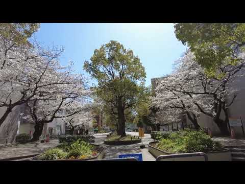 香川大学 幸町南キャンパス  2023春  桜満開
