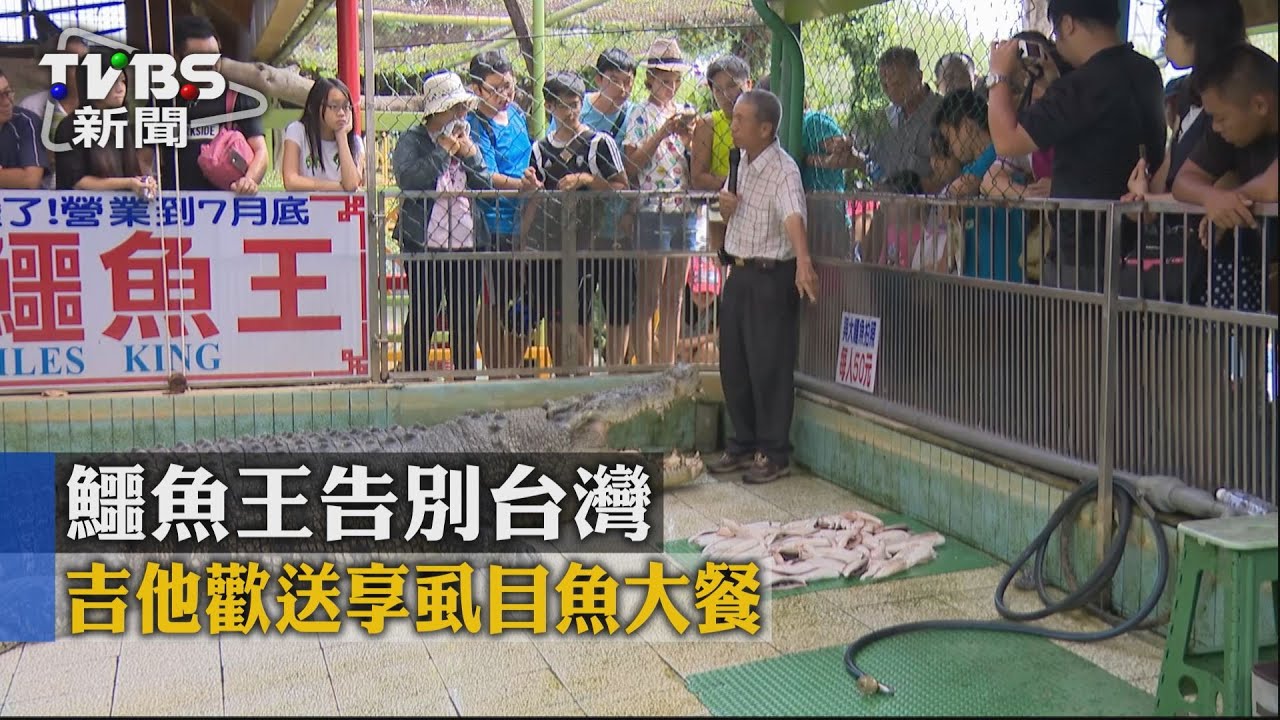 鱷魚王告別台灣 吉他歡送享虱目魚大餐