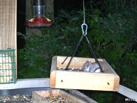 Flying Squirrel on the live feeder cam last night first.  At the end you can see it jump off. Maine