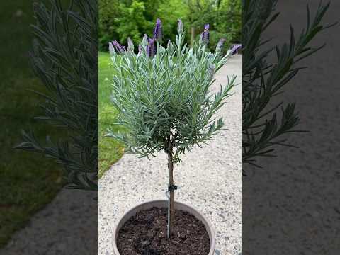 PRUNING LAVENDER PLANT TO MAKE A TREE/ TOPIARY #lavender #mothersdaygift #gardening #garden #herbs