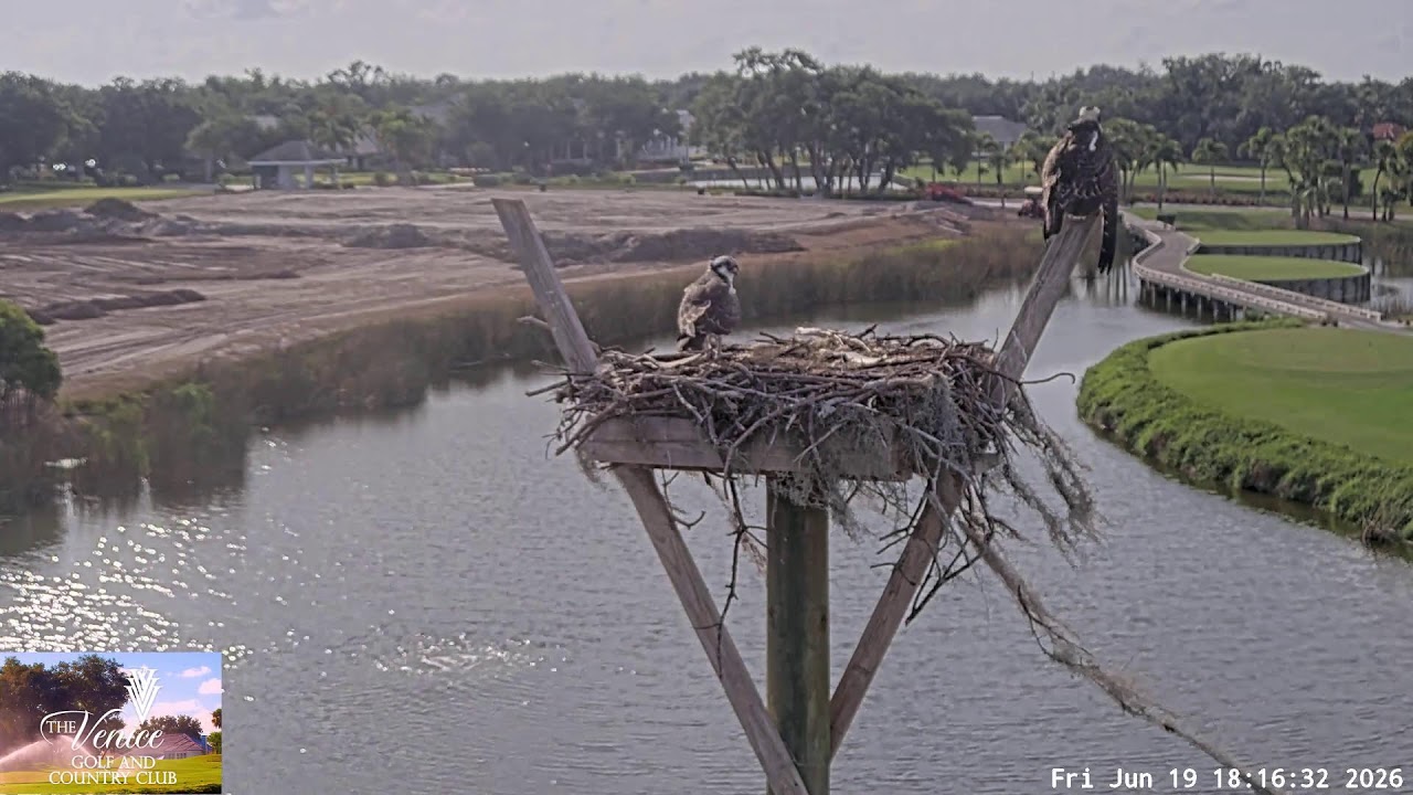 Live webcam view of Osprey Nest Over the Golf Course Pond
