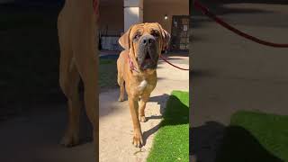 Video preview image #1 Mastiff Puppy For Sale in Goodyear, AZ, USA