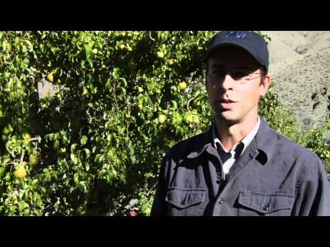 download lagu mp3 mp4 D Anjou Pear Recipes, download lagu D Anjou Pear Recipes gratis, unduh video klip D Anjou Pear Recipes