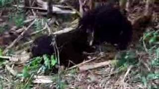 Baby Gorillas in Rwanda - Part II
