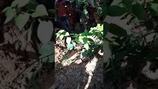 preview picture of video 'Latest news azgar snake in chope panchayat ( village tibab) simariya chatra'