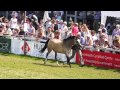 Royal Welsh 2012 Section B 3yo Filly Or Gelding
