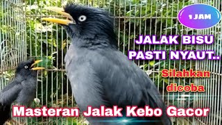 Download lagu 💥 MASTERAN JALAK KEBO GACOR MANGGUT-MANGGUT, DURASI PANJANG, BAIK UNTUK PANCINGAN JALAK BISU mp3 Download lagu 💥 MASTERAN JALAK KEBO GACOR MANGGUT-MANGGUT, DURASI PANJANG, BAIK UNTUK PANCINGAN JALAK BISU mp3