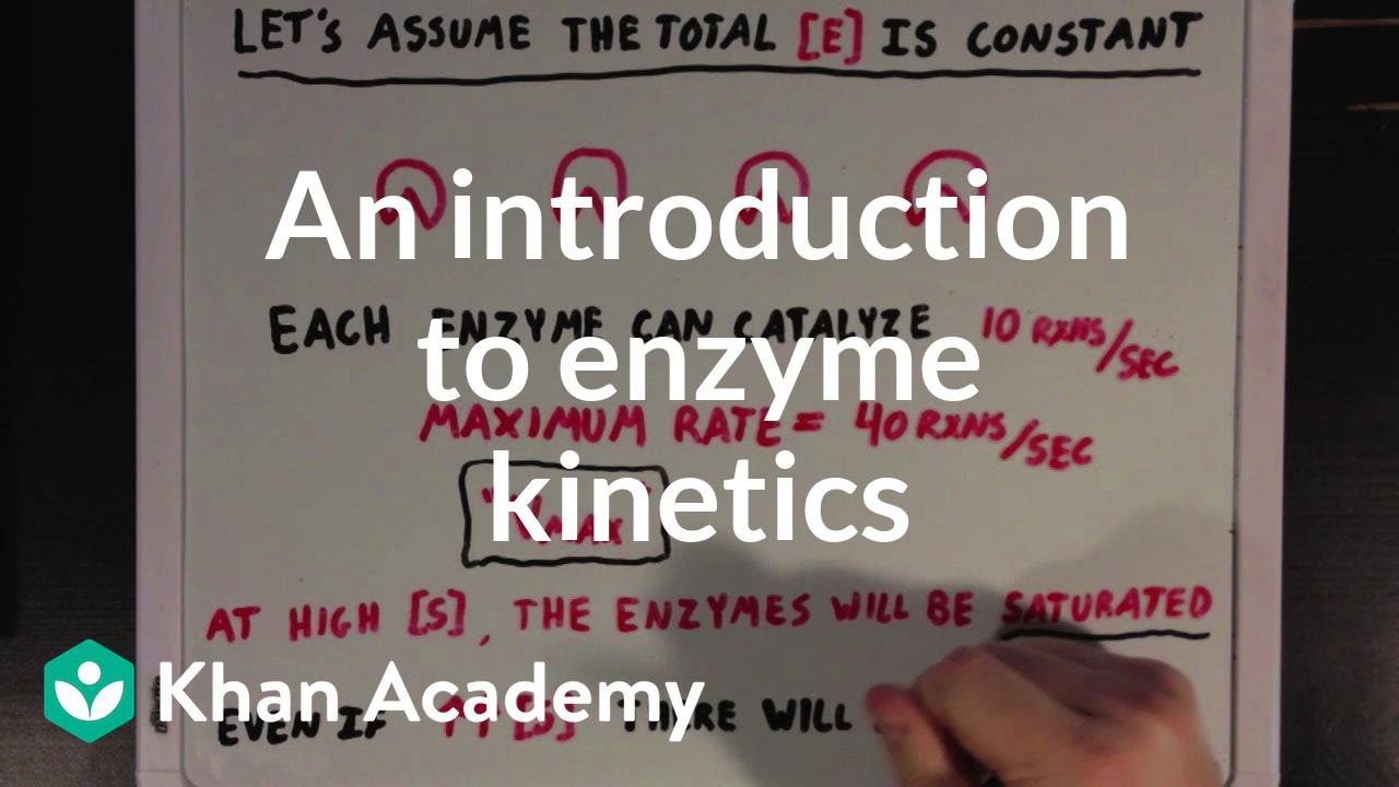 An introduction to enzyme kinetics | Chemical Processes | MCAT | Khan Academy