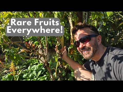 Part 1 of an Amazing Rare Fruit Collection!